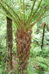 Cyathea milnei. Crown of a plant in cultivation showing trunk with projecting stipe bases, giving rise to green, tuberculate stipes.
 Image: L.R. Perrie © Te Papa 2014 CC BY-NC 3.0 NZ